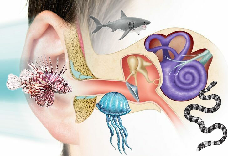 31st SHF in-depth course Hear, Smell, Feel