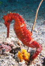 seahorse red